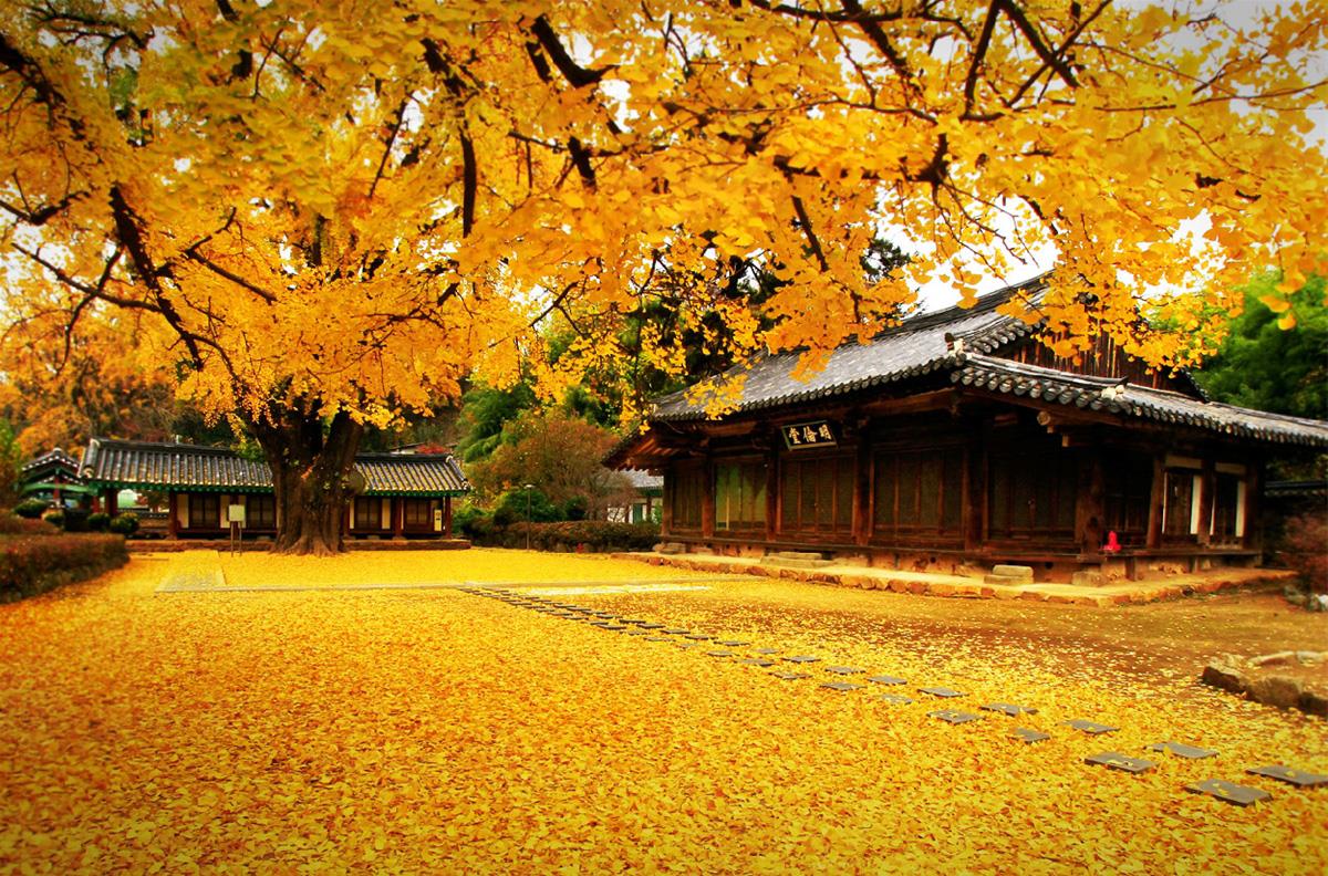 Du lịch Hàn Quốc vào mùa thu đẹp nhất - Gia Hợp